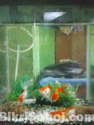 ফিস একুরিয়াম